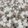 Freeze-Dried Sour Cola Bottles [60 x 40g] - Image 3